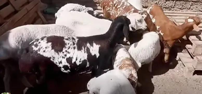 Sodani sheep farm For Sale in New Karachi | Karachi Ads - photo 1