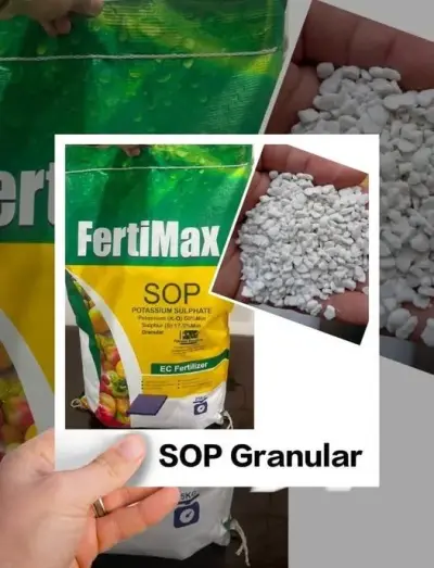 SOP Granular Stock Available with best price