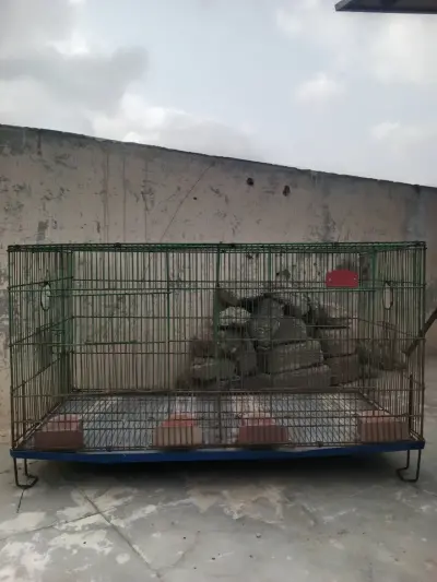 🐔 Strong Hen Cage – Spacious & Durable For Sale in Saudabad | Karachi Ads
