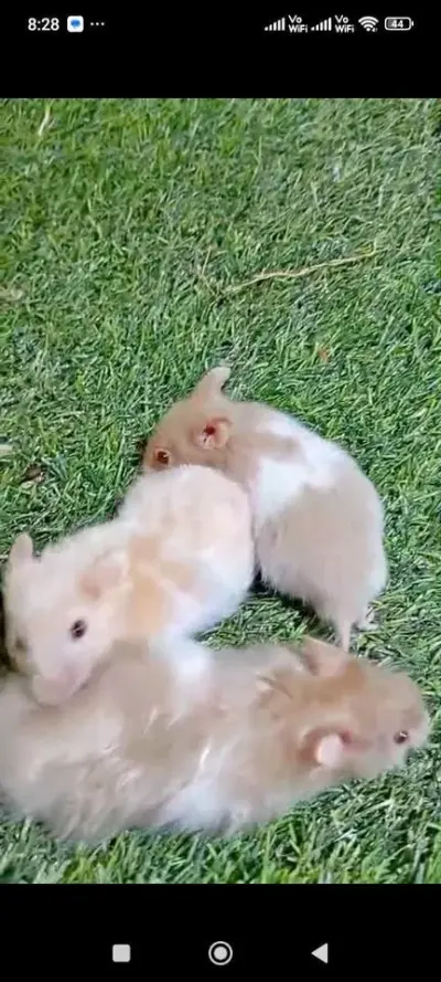 Syrian hamster For Sale in Gulistan-e-Jauhar | Karachi Ads
