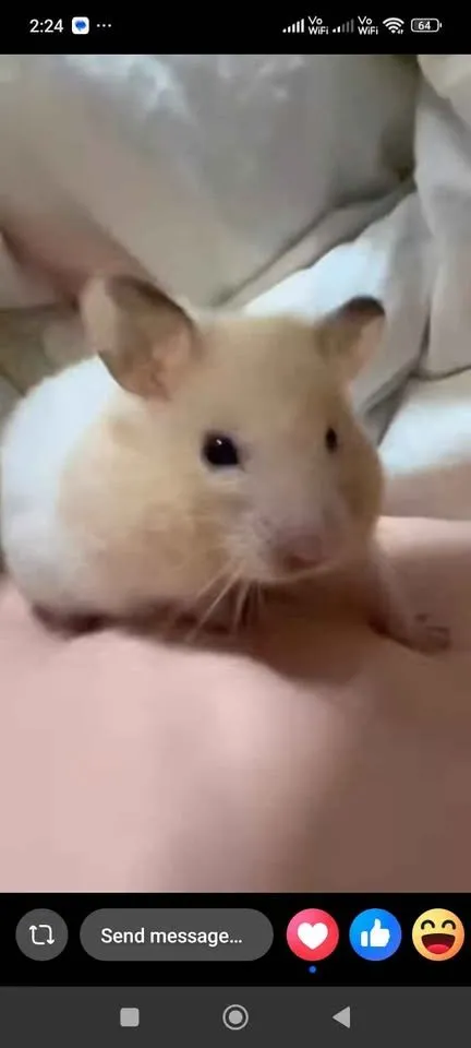 Syrian hamster For Sale in Gulistan-e-Jauhar | Karachi Ads - photo 2