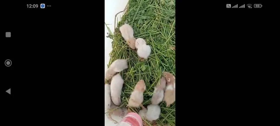 Syrian hamster For Sale in Gulistan-e-Jauhar | Karachi Ads - photo 3